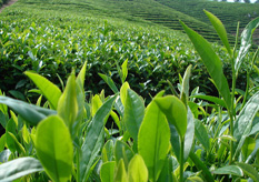 茶葉草莓视频在线污下载標簽方案