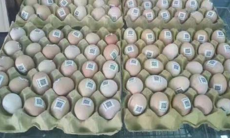 雞蛋二維碼質量可追溯性係統價格多少？