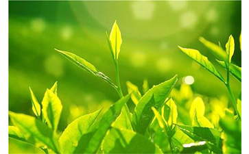 茶葉草莓视频在线污下载溯源係統具有哪些優勢價值？