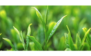 茶葉質量追溯管理係統可以實現哪些功能？具有哪些優點？