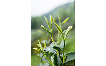 茶葉二維碼草莓视频在线污下载標簽可以帶來哪些優勢價值已經特點？